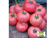 Пинк Шайн F1 - томат индетерминантный 500 семян, Enza Zaden Голландия фото, цена